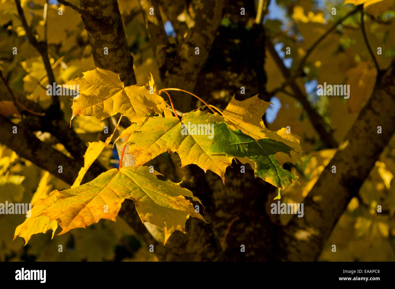 Schöne goldene Herbst Blätter wachsen in Greater Vancouver, British Columbia, Kanada. Stockfoto