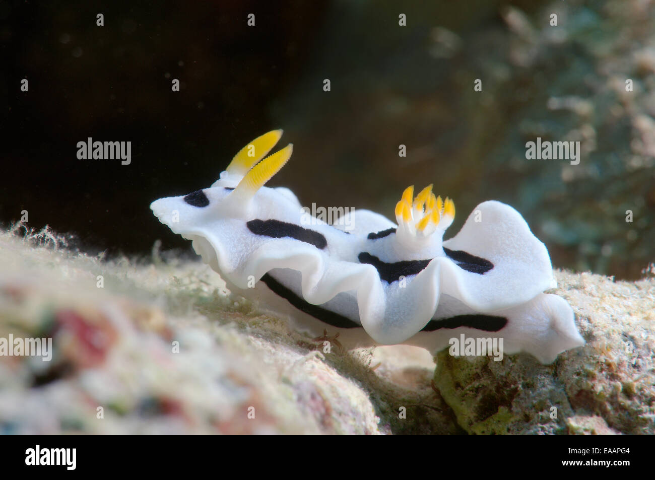 Sea Slug oder Nacktschnecken Dianas Chromodoris (Chromodoris Dianae) Bohol Sea, Philippinen, Südostasien Stockfoto