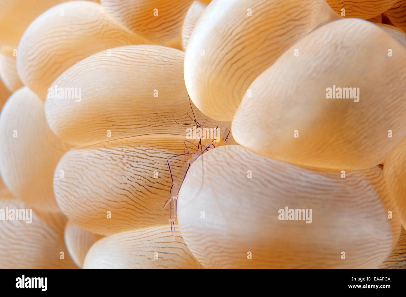 Blase Korallen Garnelen (Plerogyra Sinuosa) Bohol Sea, Cebu, Philippinen, Südostasien Stockfoto