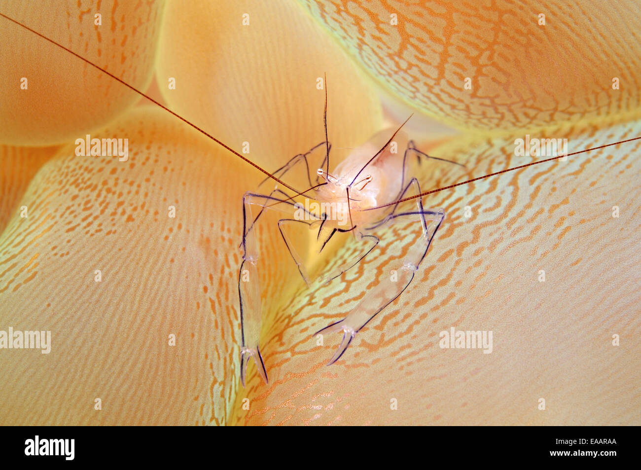 Blase Korallen Garnelen (Plerogyra Sinuosa) Bohol Sea, Cebu, Philippinen, Südostasien Stockfoto