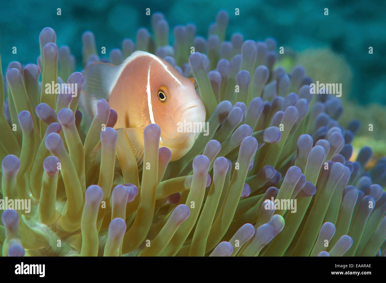 Stinktier Clownfische Pink oder rosa Anemonenfische (Amphiprion Perideraion) Bohol Sea, Cebu, Philippinen, Südostasien Stockfoto