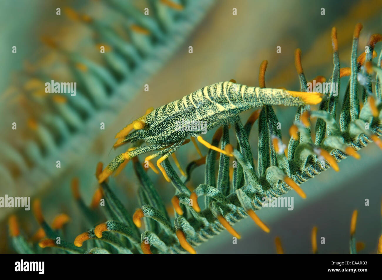 Amboinensis Crinoid Garnelen (Periclimenes Amboinensis) Bohol Sea, Philippinen, Südostasien Stockfoto