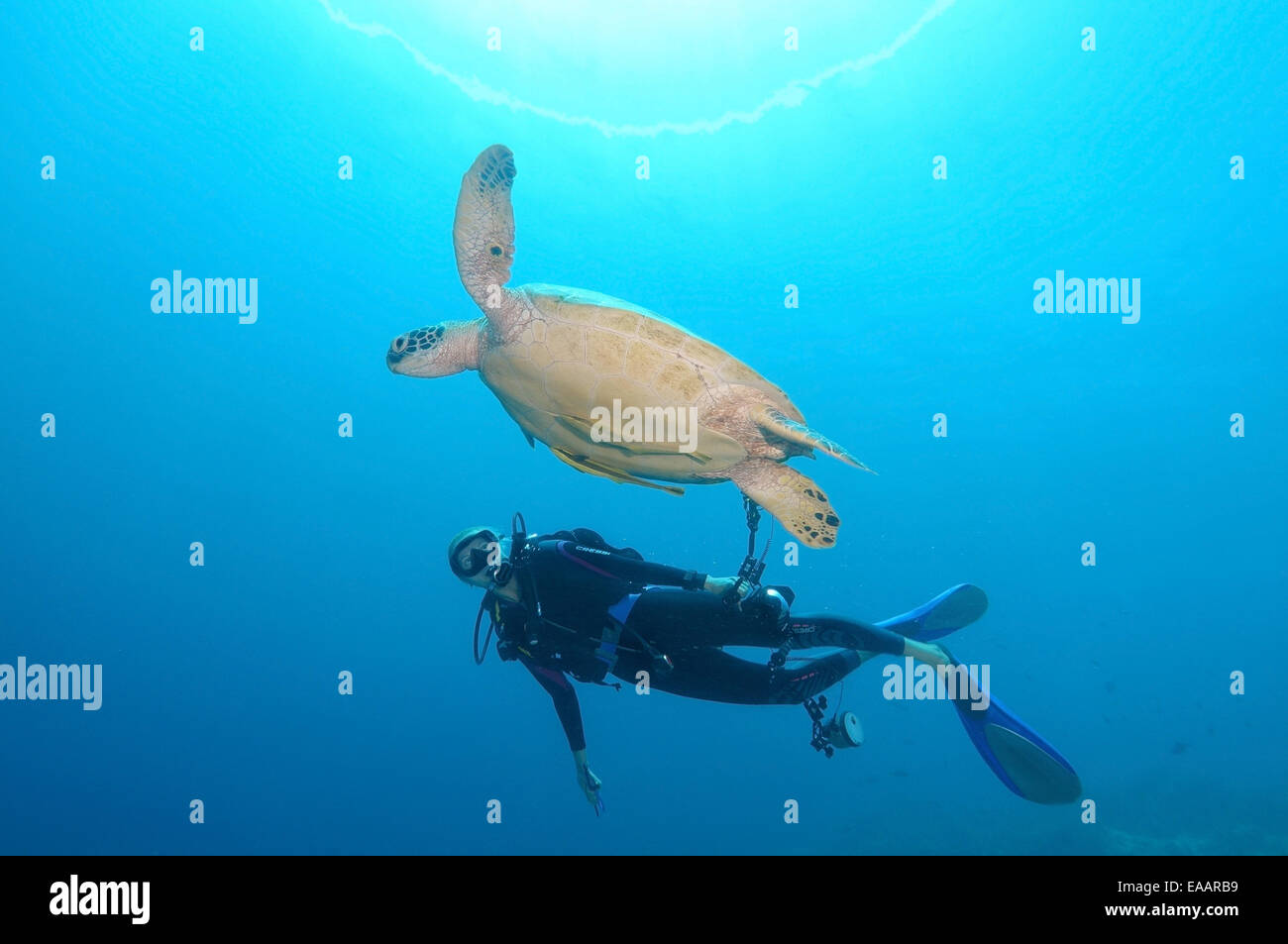 Blick auf eine grüne Meeresschildkröte, Suppenschildkröte, schwarze Meeresschildkröte oder Pazifische Suppenschildkröte (Chelonia Mydas) Bohol Sea Diver, Stockfoto
