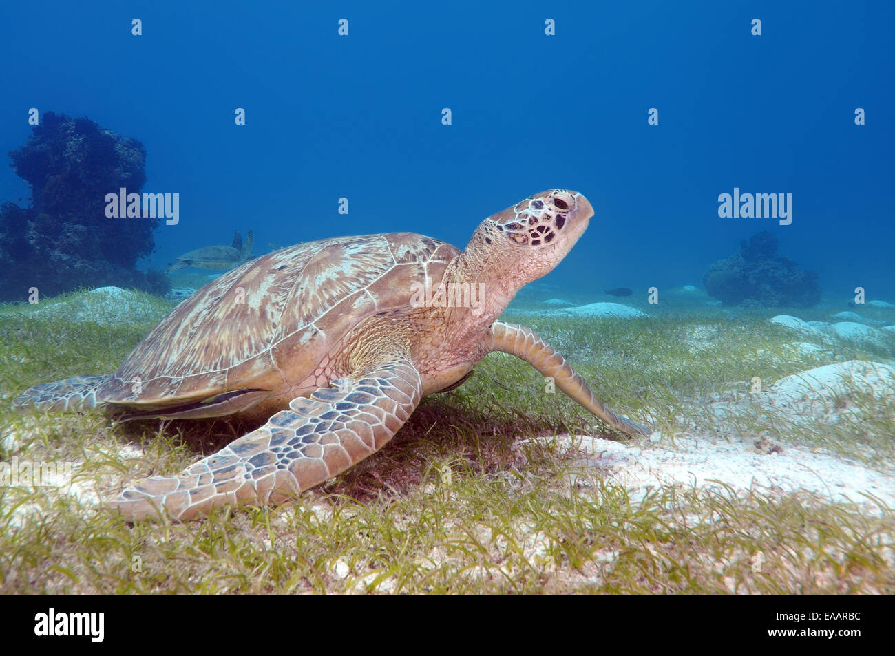 grüne Meeresschildkröte, Suppenschildkröte, schwarze Meeresschildkröte oder Pacific grüne Schildkröten (Chelonia Mydas) Bohol Sea, Philippinen Stockfoto