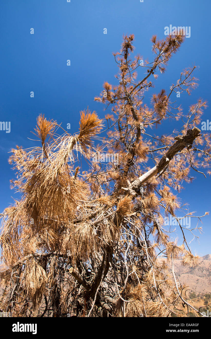 Pinien Bäume getötet durch die vier Jahr lang kalifornische Trockenheit an Tehachapi Pass, Kalifornien, USA. Stockfoto