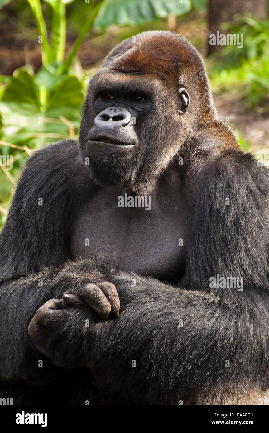 Horizontale Nahaufnahme ein Silverback Gorilla. Stockfoto