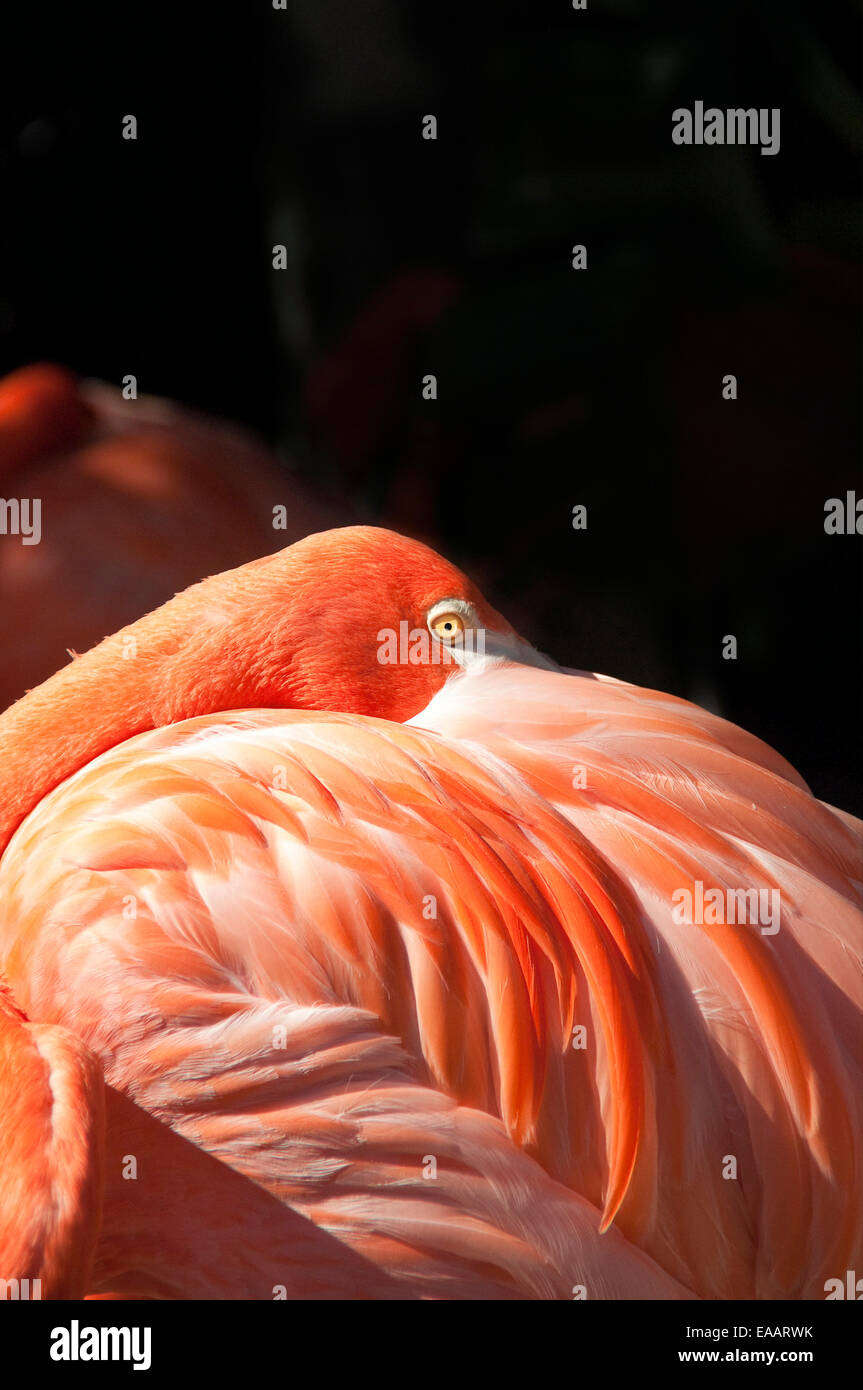 Vertikale Nahaufnahme von einer amerikanischen oder Karibik Flamingo Phoenicopterus Ruber, in einer Voliere. Stockfoto