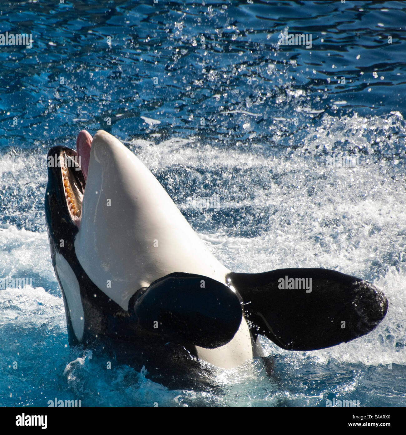 Platz in der Nähe bis eine Orca oder Killerwal. Stockfoto