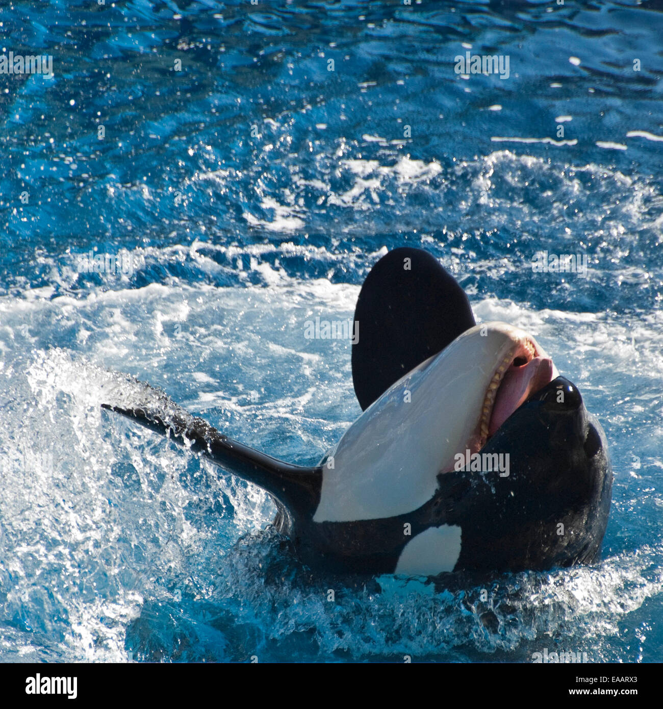 Platz in der Nähe bis eine Orca oder Killerwal. Stockfoto