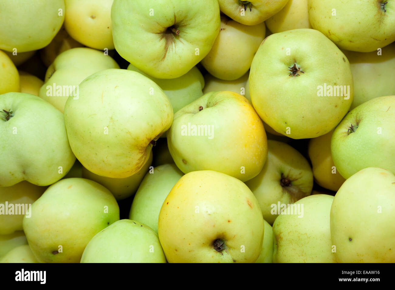 Grüner Apfel (Malus Domestica Borkh) als Hintergrund Stockfoto