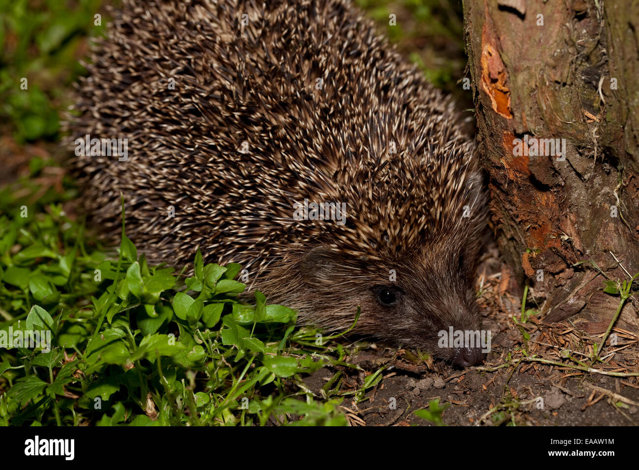 wilde adult Igel im Garten sitzen Stockfoto