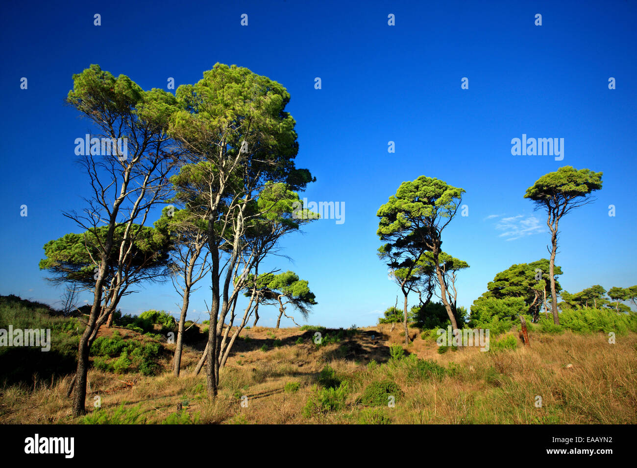 Schirm-Pinien am Strand Kaiafas, Gemeinde Zacharo, Ilia, Peloponnes, Griechenland Stockfoto