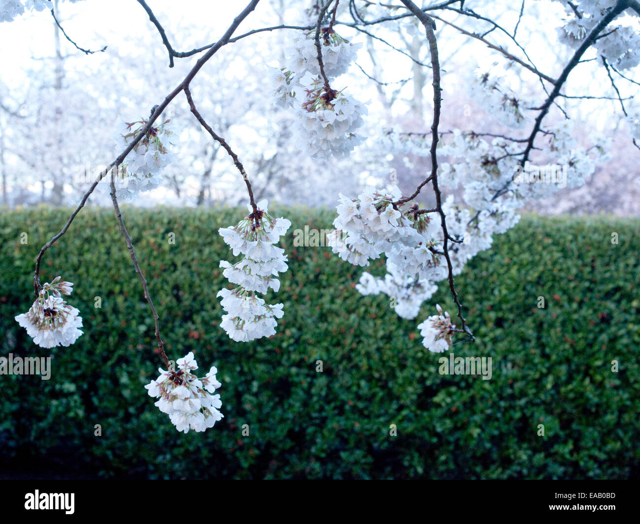 Apfelblüten im Frühling in den frühen Morgenstunden Stockfoto