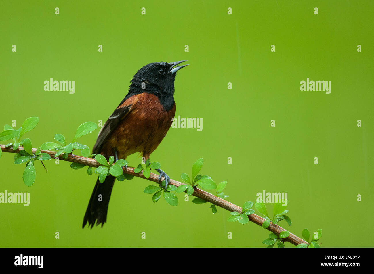 Obstgarten-Pirol thront auf einem Ast. Stockfoto