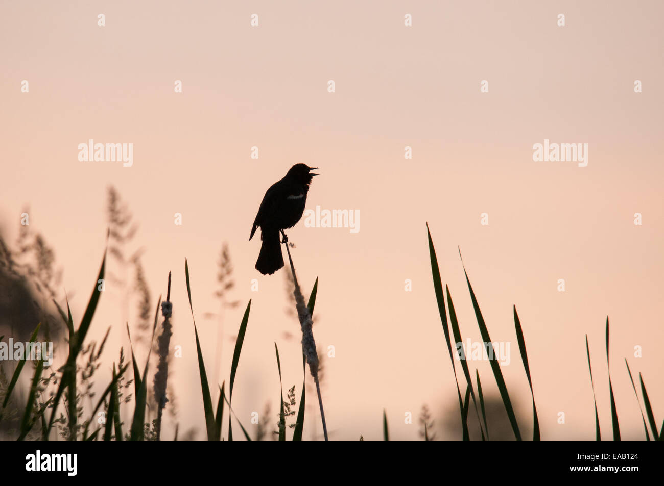 Rotschulterstärling Gesang in der Morgendämmerung. Stockfoto