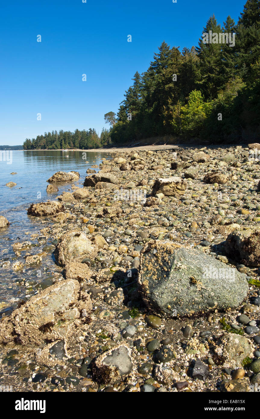 Nachmittag an der Mayo Cove, Penrose Point State Park, wichtige Peninsula, Washington, USA Stockfoto
