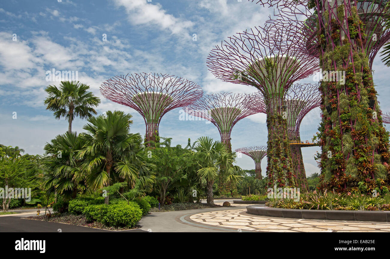Immense Supertrees, vertikale Gärten, erhebt sich auf blauen Himmel über Palmen & andere Pflanzen in Singapurs große Gardens By The Bay Stockfoto