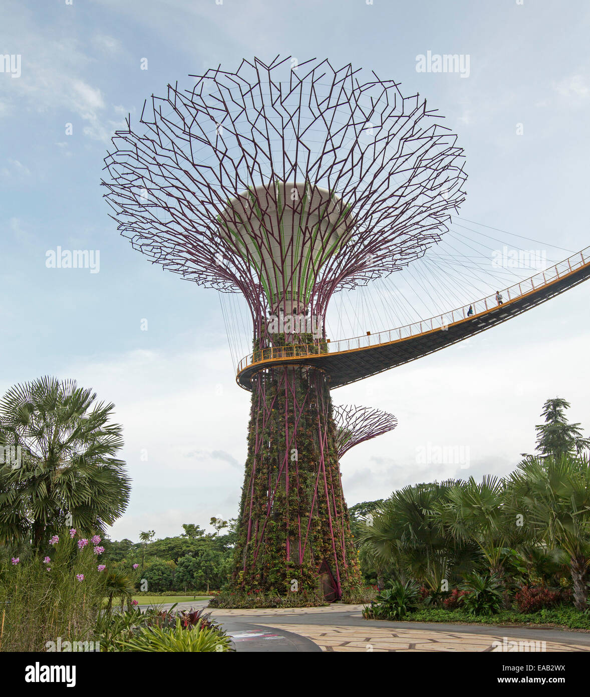 Blick auf immense "Supertree", einen vertikalen Garten & hohe Skyway-Plattform über Dichte Vegetation der Gärten von The Bay Singapore Stockfoto