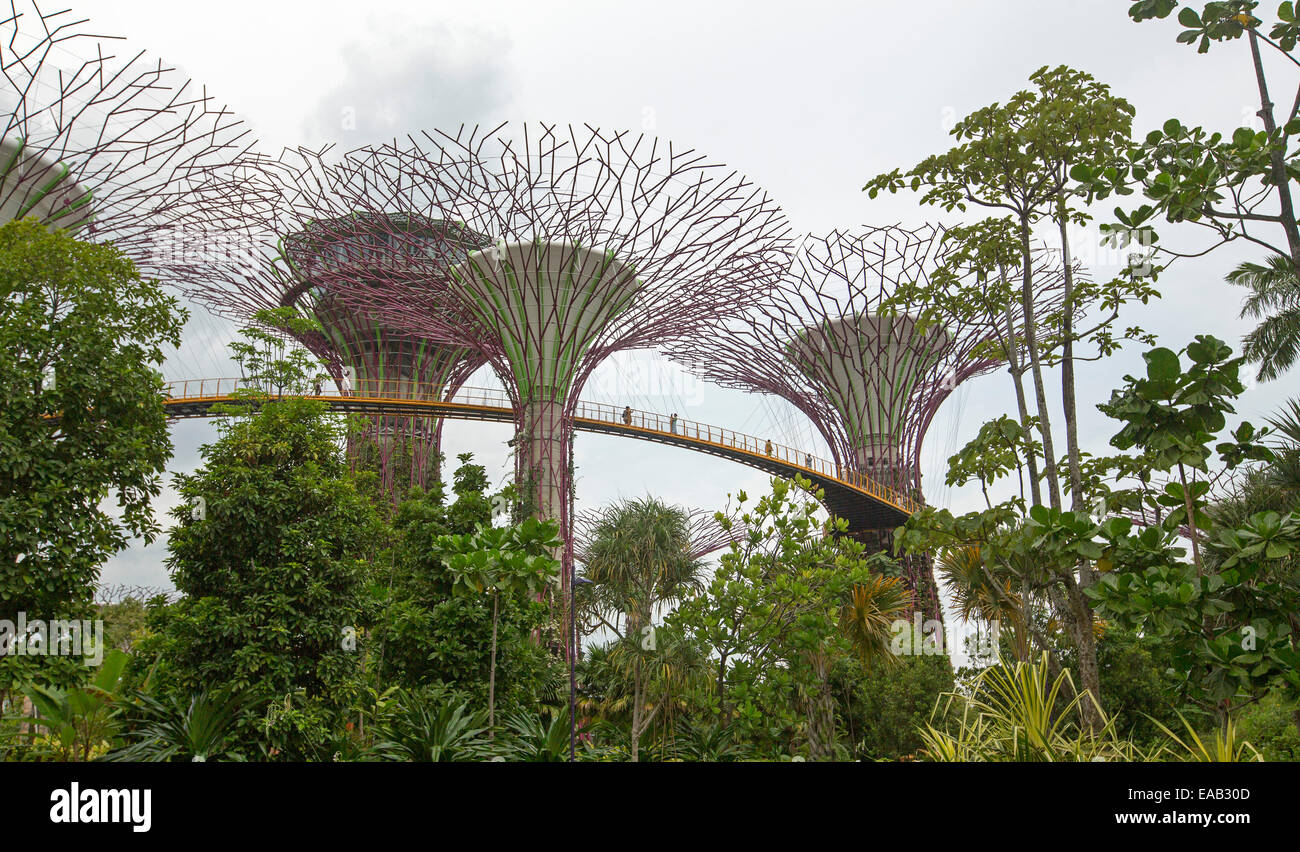 Immense "Supertrees" vertikale Gärten durch hohe Skyway oben inmitten der dichten Vegetation von Singapurs große Gardens By The Bay verbunden Stockfoto