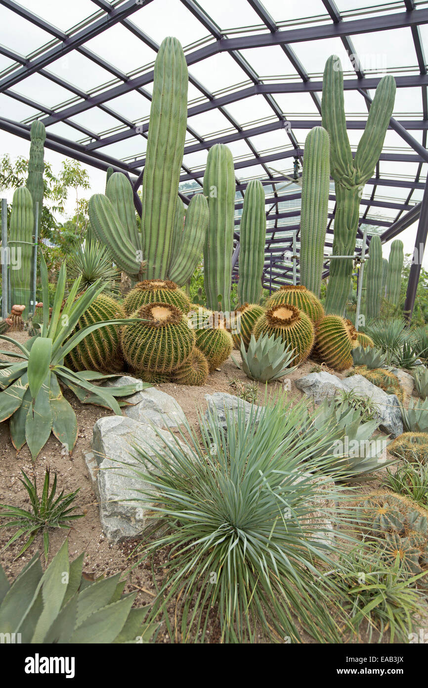 Gruppe der große kugelige Echinocactus Grusonii / Golden ball Kaktus & hoch Cereus Arten Gardens By The Bay in Singapur Stockfoto