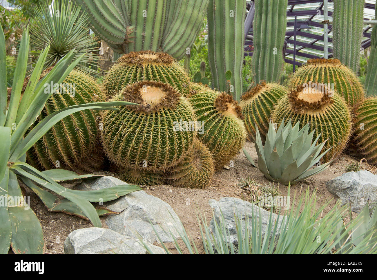 Gruppe von großen kugelförmigen Echinocactus Grusonii - goldener Ball Kaktus - im Pavillon Sun Gardens By The Bay in Singapur Stockfoto