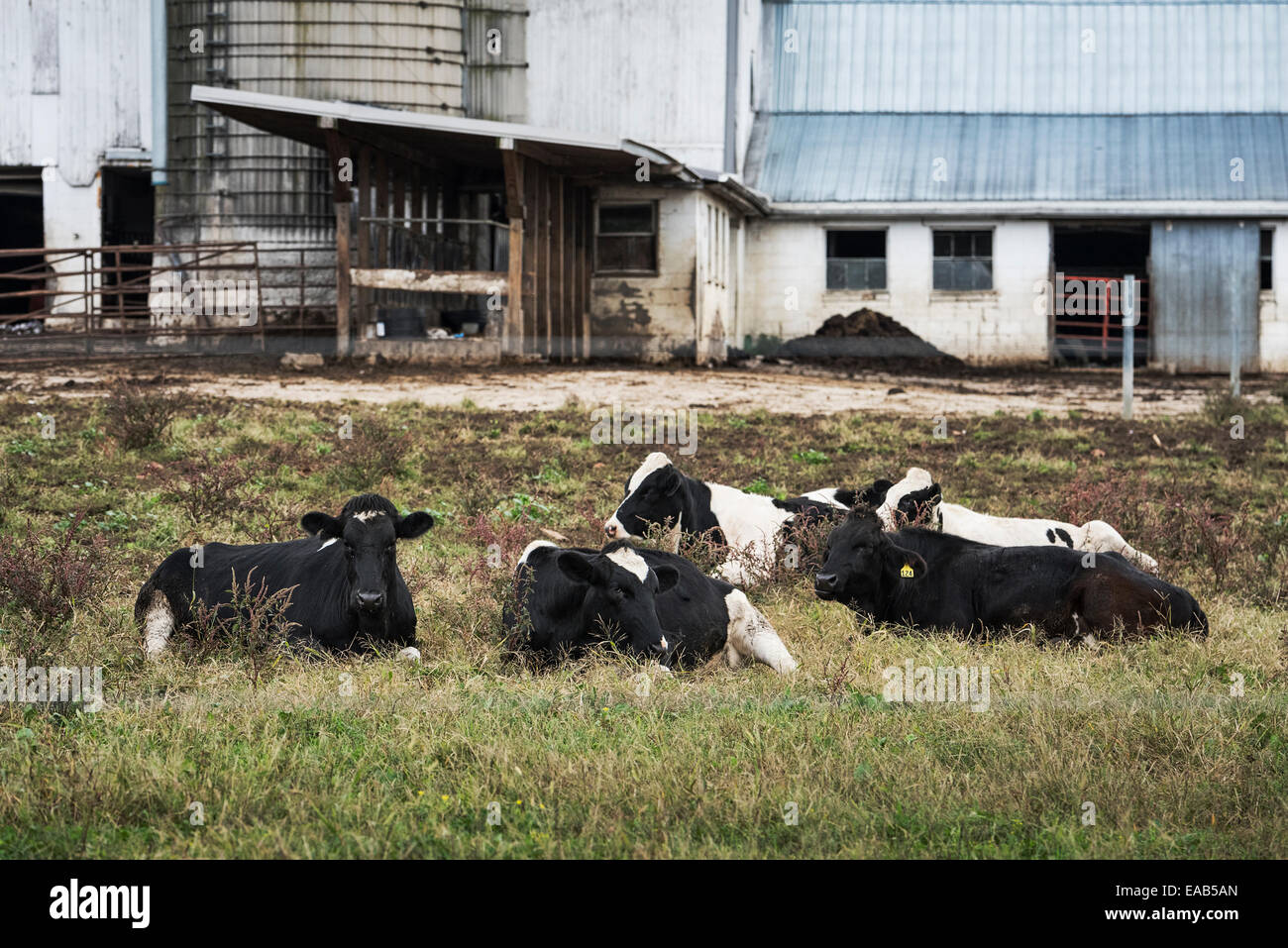 Rinderherde, die Verlegung in ein Feld, Lancaster, Pennsylvania, USA Stockfoto