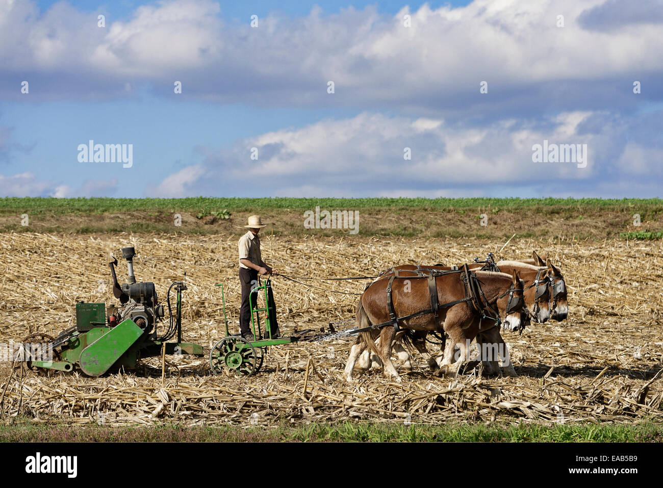 Amische Landwirt Pflügen mit Pferd gezogenen Maschinen, obere Leacock, Lancaster, Pennsylvania, USA Stockfoto