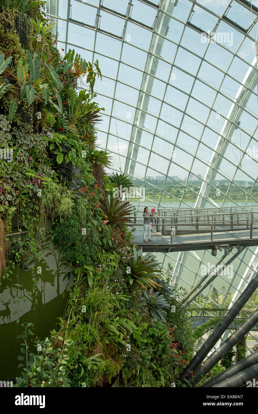 Wand des hohen Nebelwald in riesigen verglasten Wintergarten mit Menschen auf Gehweg kurvigen hoch oben & durch Vegetation in Singapur Gardens By The Bay Stockfoto