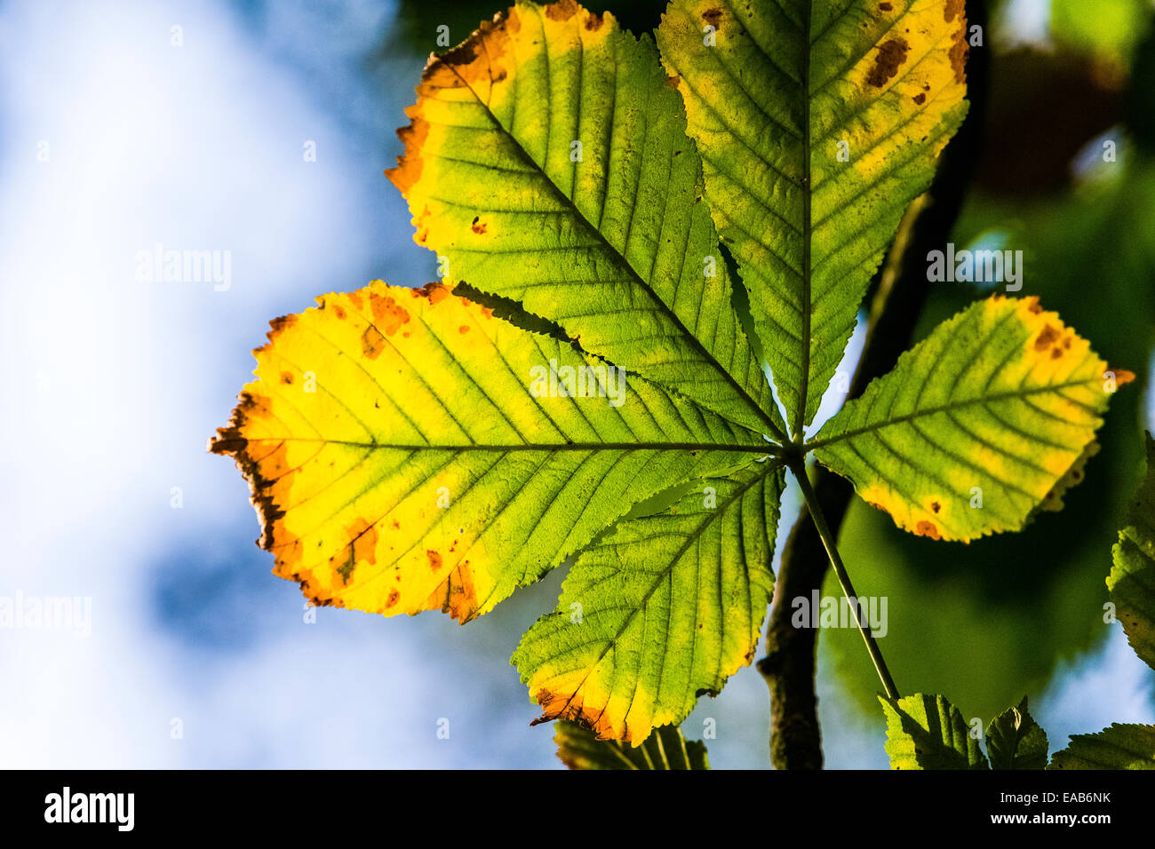 Hinterleuchtete Rosskastanie Blatt im Herbst Farbe Stockfoto