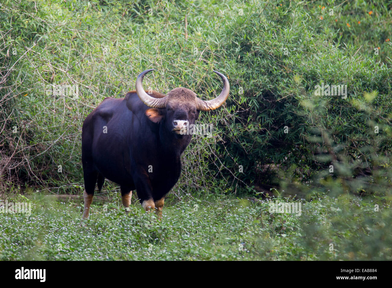 Indische Bison im Wald gesichtet. Stockfoto