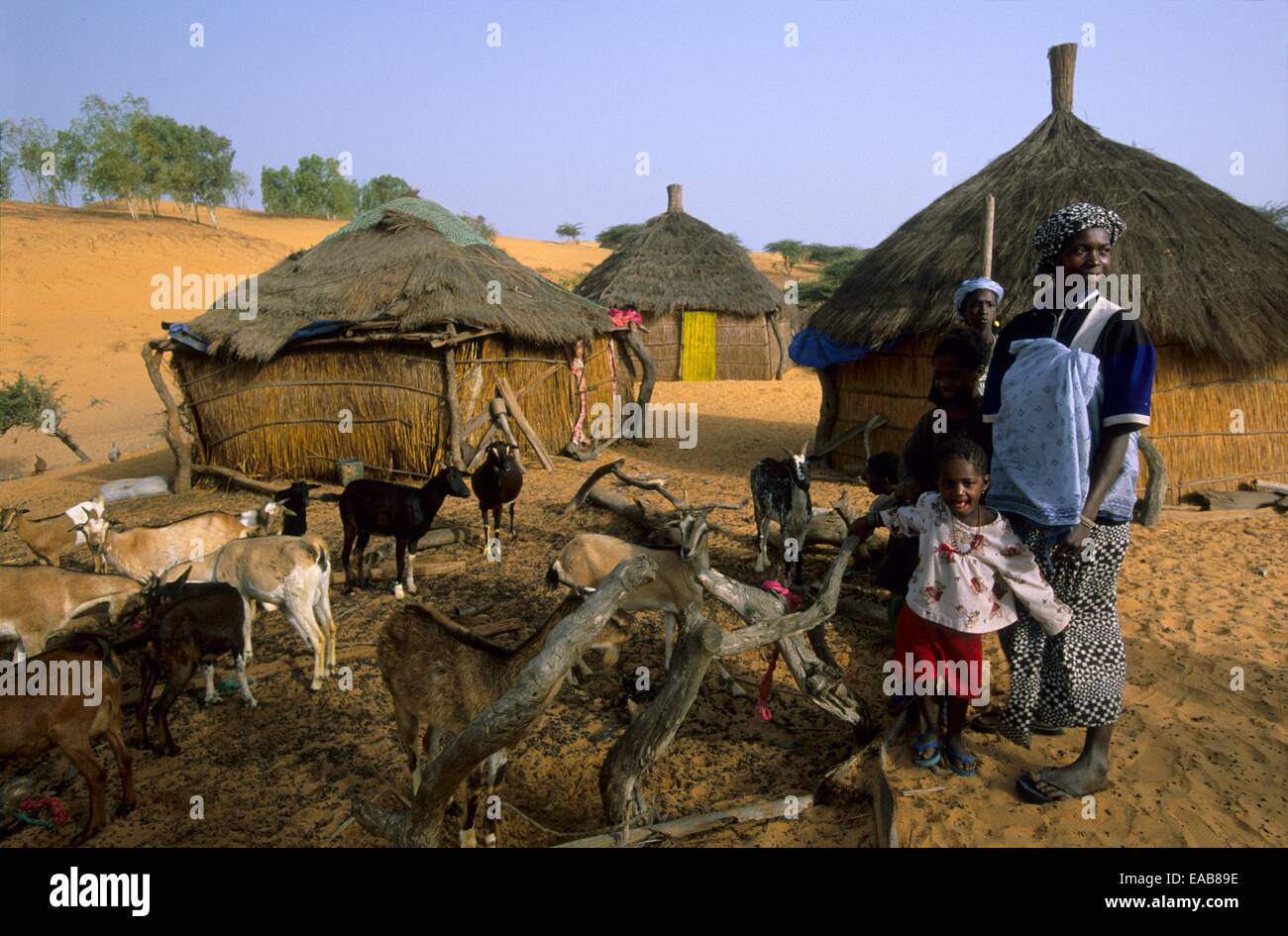 Sahel Ziegen Gehäuse, Dorf in der Nähe von Lompoul Wüste, Senegal, Westafrika Stockfoto