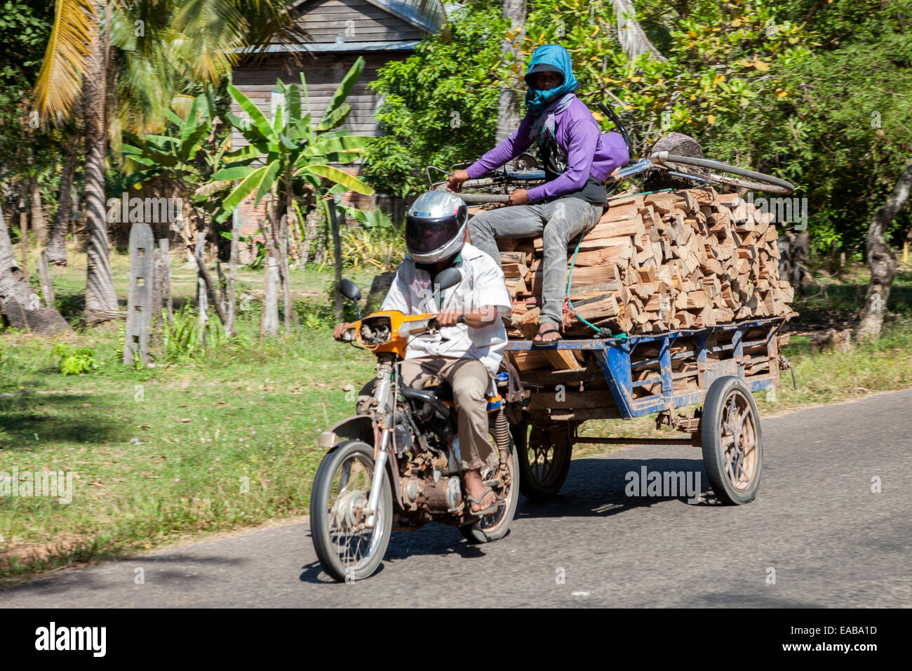 Kambodscha.  Transport von Brennholz, Plus ein Freund und sein Fahrrad. Stockfoto
