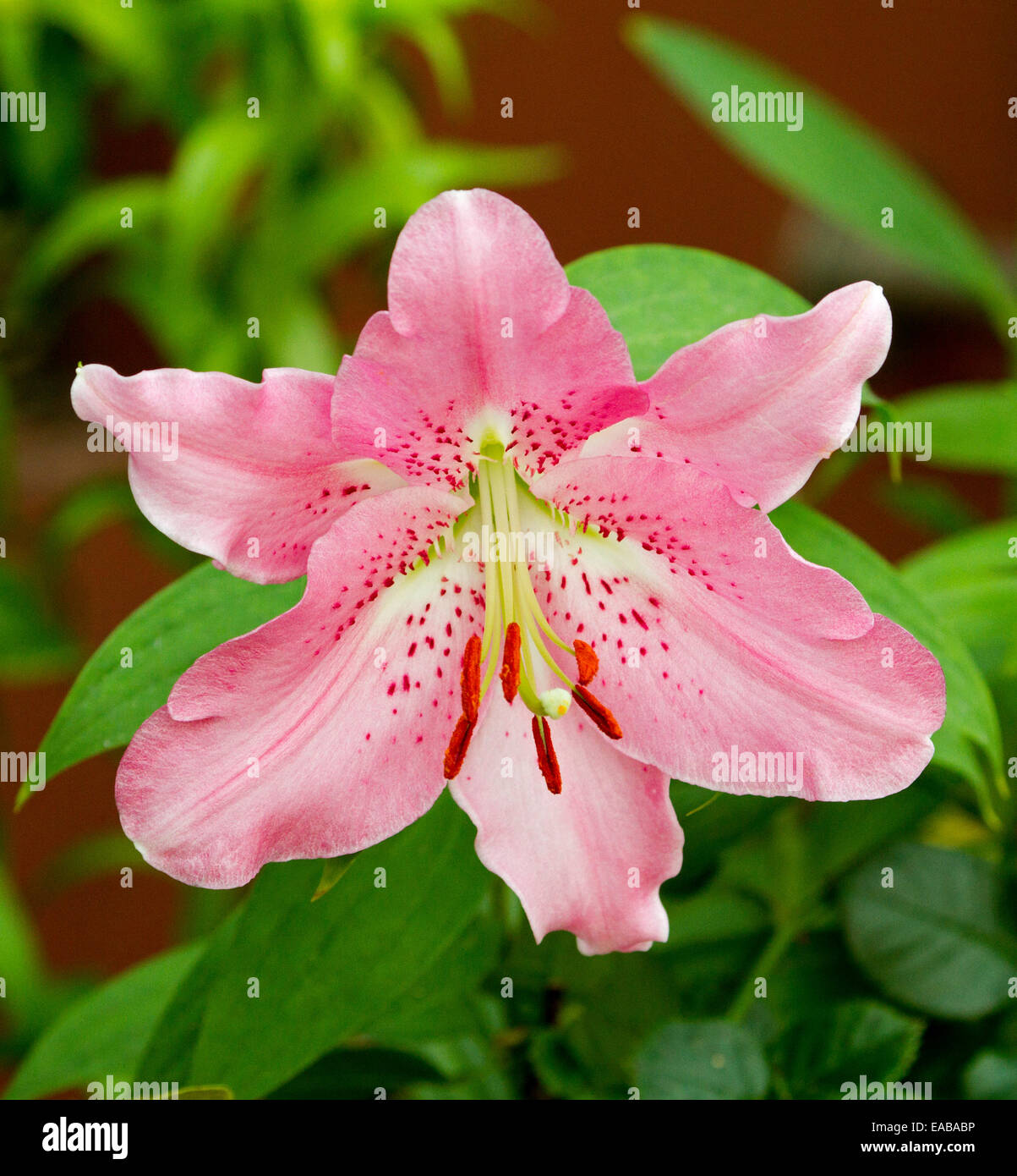 Hell rosa Lilium Blume mit rot gefleckten Blütenblättern und weiß / grüne Kehle vor Hintergrund der Smaragd grünes Laub Stockfoto