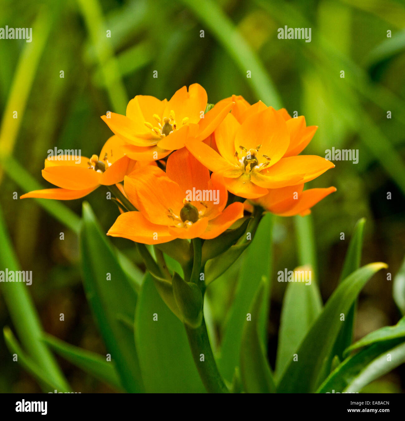 Cluster von leuchtend orange Blüten und Smaragd verlässt der "Stern von Bethlehem" - Ornithogalum Dubium Sorte 'Chesapeake Sunset'. Stockfoto