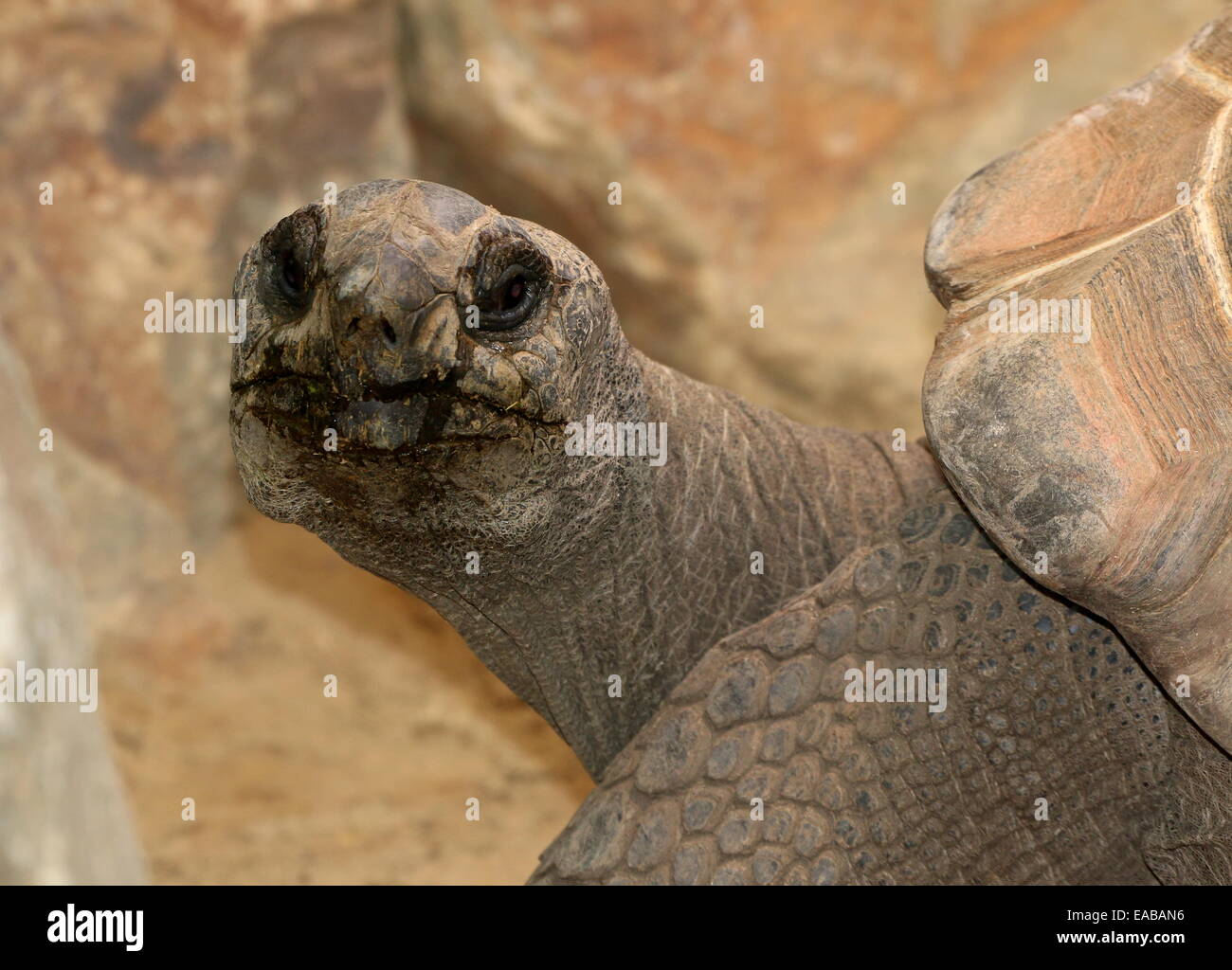 Nahaufnahme des Kopfes und des Carapax einer Aldabra-Riesenschildkröte (Aldabrachelys Gigantea oder Dipsochelys Dussumieri), gerichtete Kamera Stockfoto