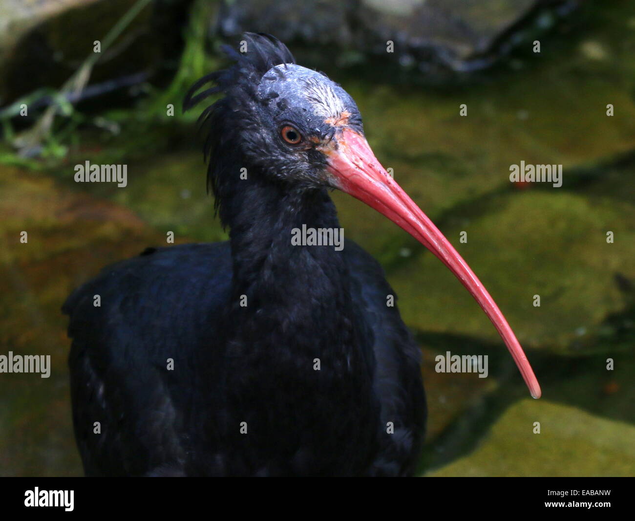 Northern bald Ibis oder Einsiedler Ibis (Geronticus Eremita) Nahaufnahme Stockfoto