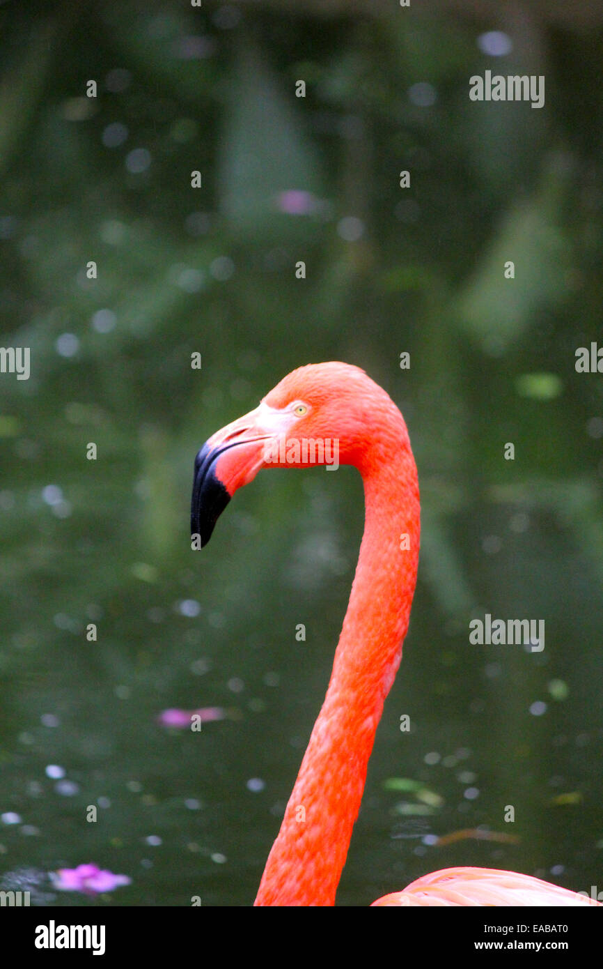 Das Profil von einem alert rosa Flamingo. Stockfoto