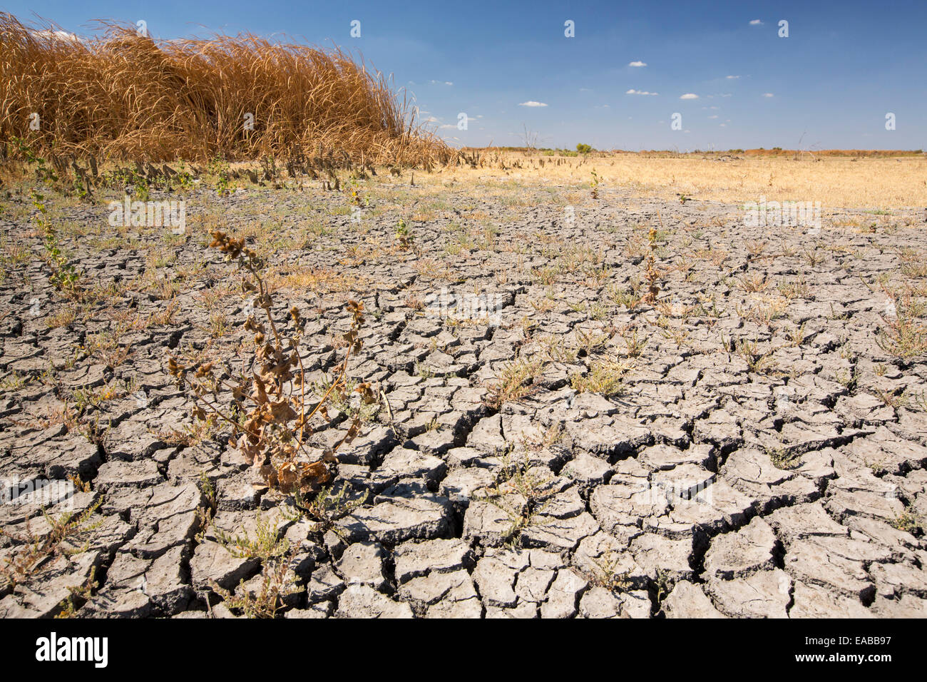 Der Kern Valley Wildlife Refuge im kalifornischen Central Valley entstand als wichtige Rast- und Futterplätze für Federwild entlang der Pazifik Zugstraße migrieren. Nach vier Jahren beispiellose Dürre kritisieren die Wasserknappheit in Kalifornien. Die Reserve hat erhalten nur 40 % seiner üblichen Warer, mit dem Ergebnis, das meisten der See-Betten sind ausgetrocknet und getrockneten, verlassen die Vögel nirgendwo um zu gehen. Stockfoto