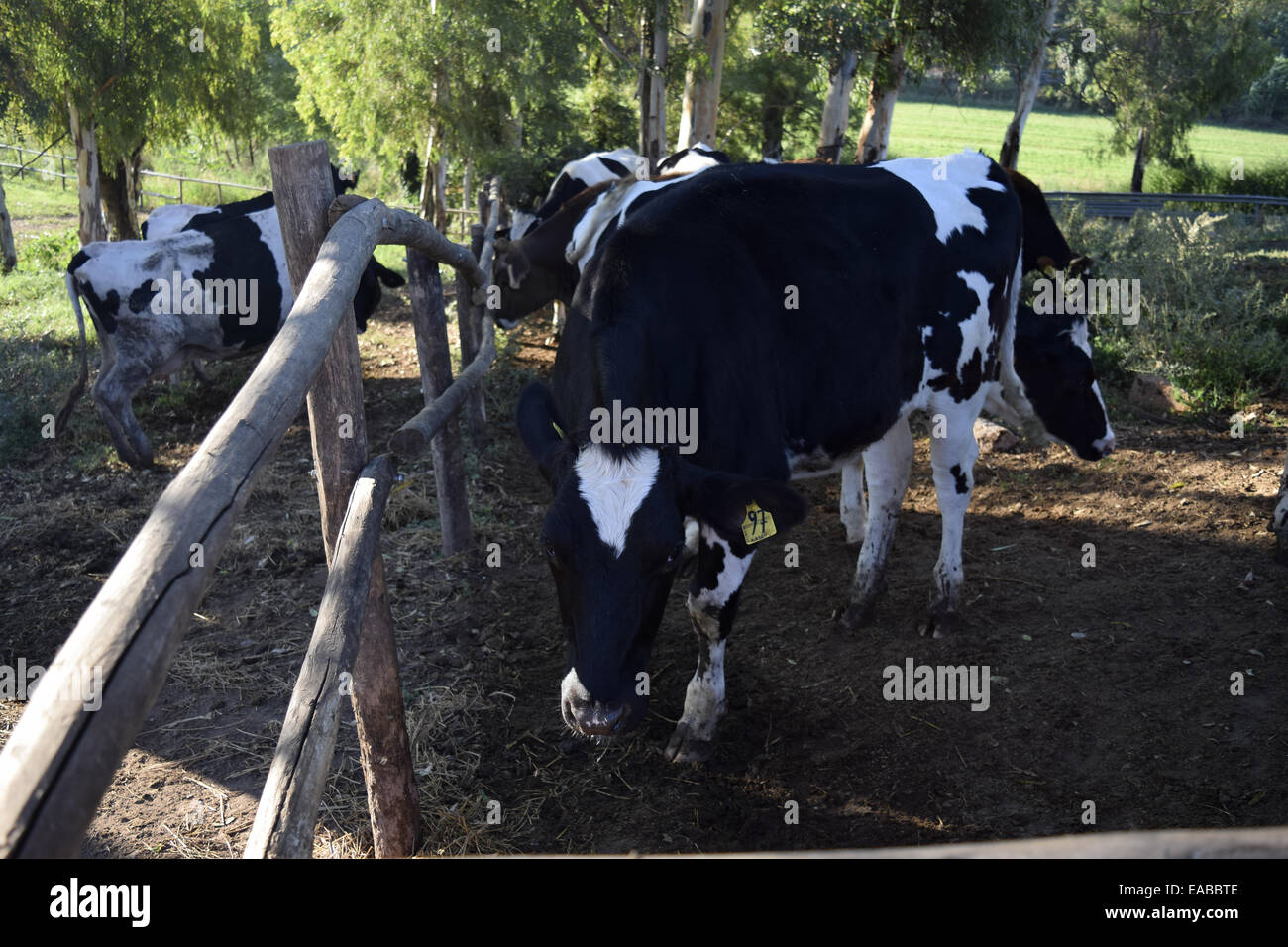 waermsten Kuh Stockfoto