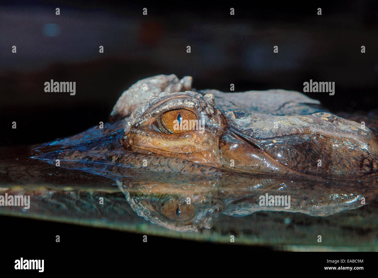 Alligator lauert Stockfoto