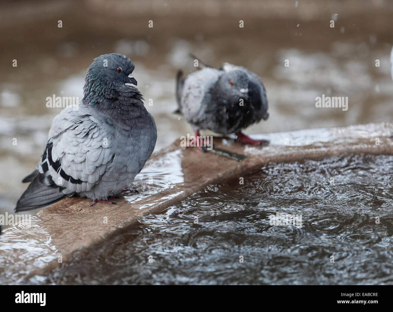 Tauben aktualisieren auf einen Brunnen an einem Sommertag auf der spanischen Insel Mallorca. Stockfoto