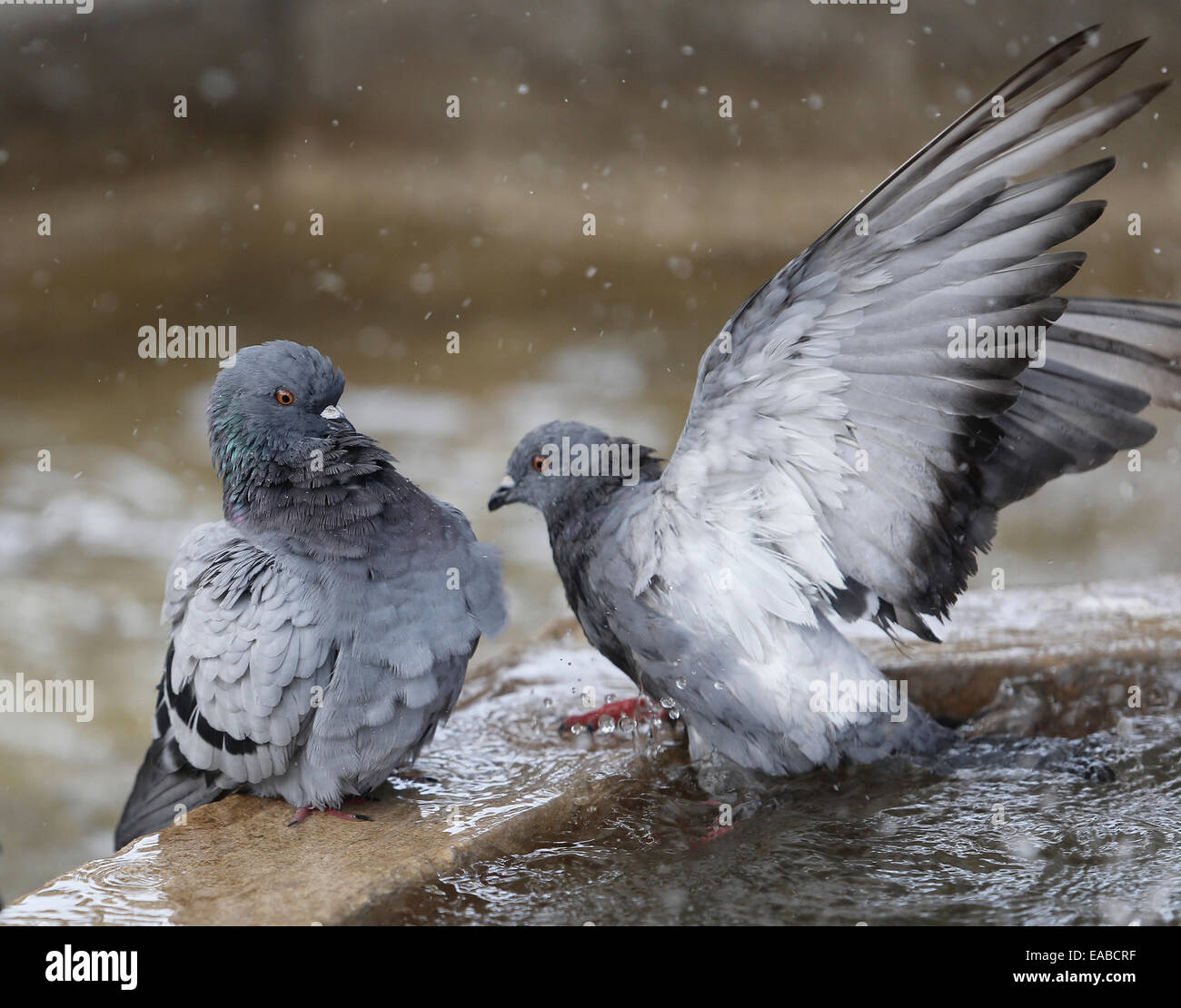 Tauben aktualisieren auf einen Brunnen an einem Sommertag auf der spanischen Insel Mallorca. Stockfoto