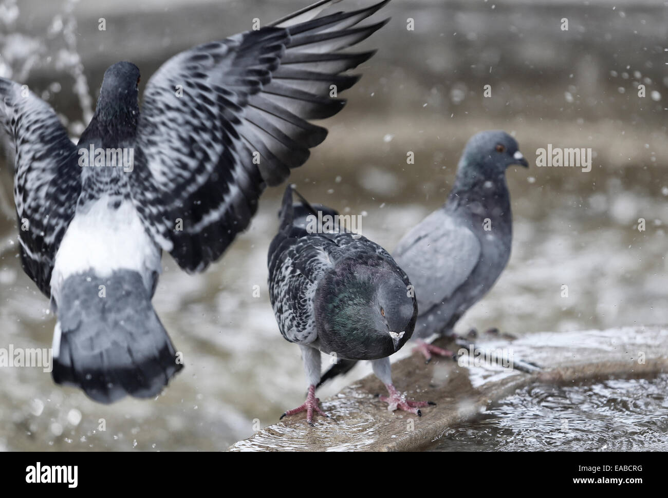 Tauben aktualisieren auf einen Brunnen an einem Sommertag auf der spanischen Insel Mallorca. Stockfoto