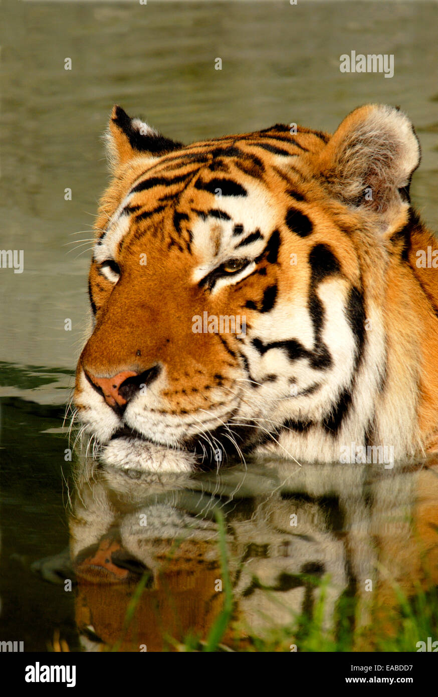 Bengal Tiger, Panthera Tigris Tigris, erfrischen Sie sich im Wasser Stockfoto