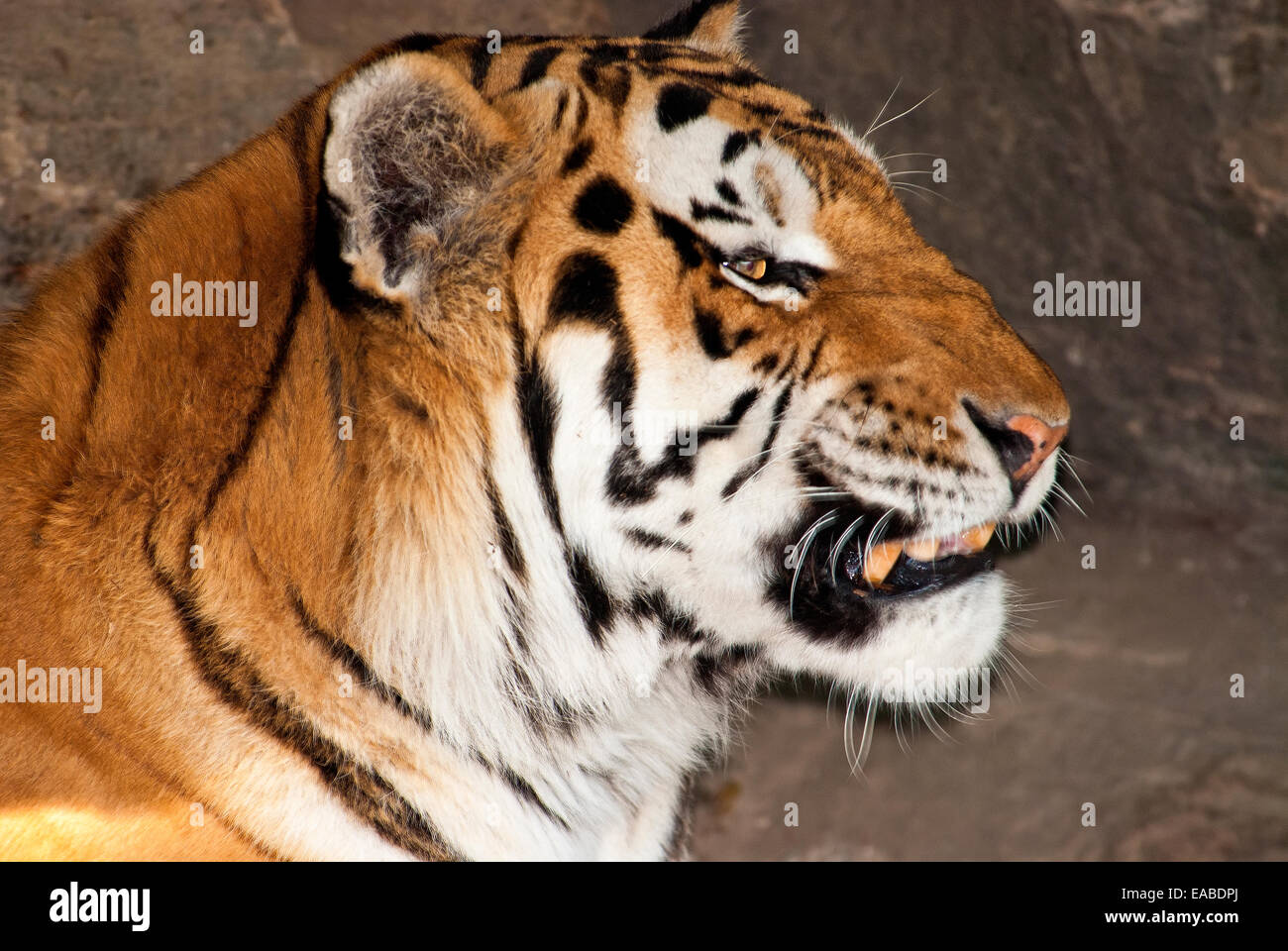 Asiatische Tiger, Porträt, Stockfoto