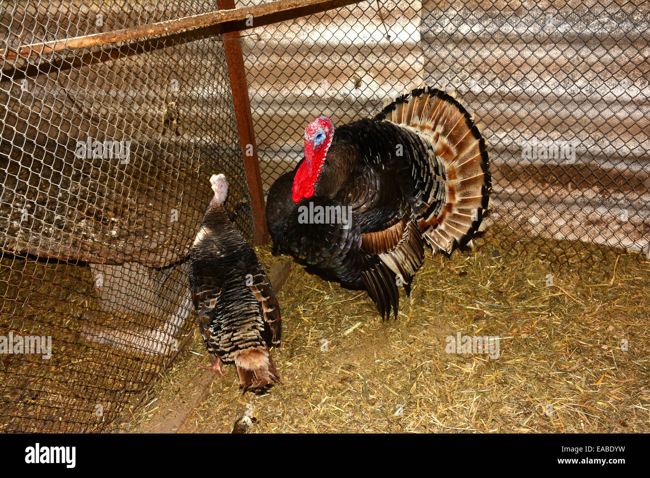 Türkei-Balz innerhalb eines Gehäuses Geflügel Stockfoto