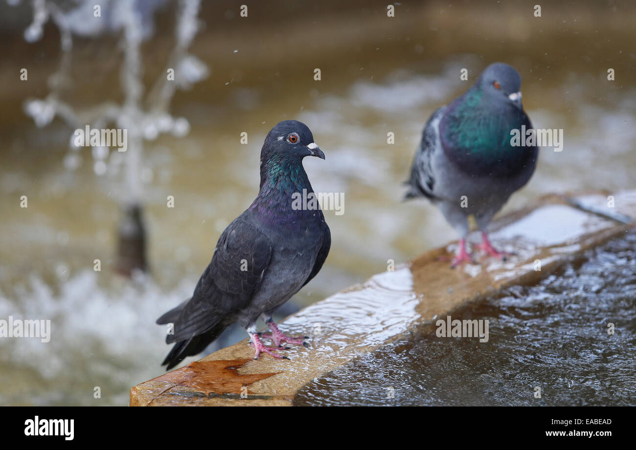 Tauben aktualisieren auf einen Brunnen an einem Sommertag auf der spanischen Insel Mallorca. Stockfoto