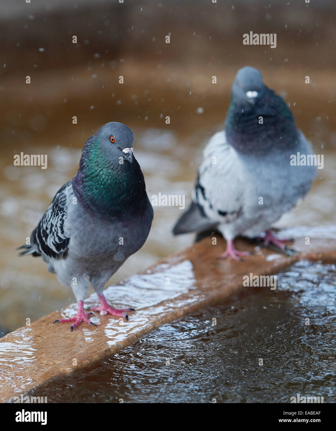 Tauben aktualisieren auf einen Brunnen an einem Sommertag auf der spanischen Insel Mallorca. Stockfoto