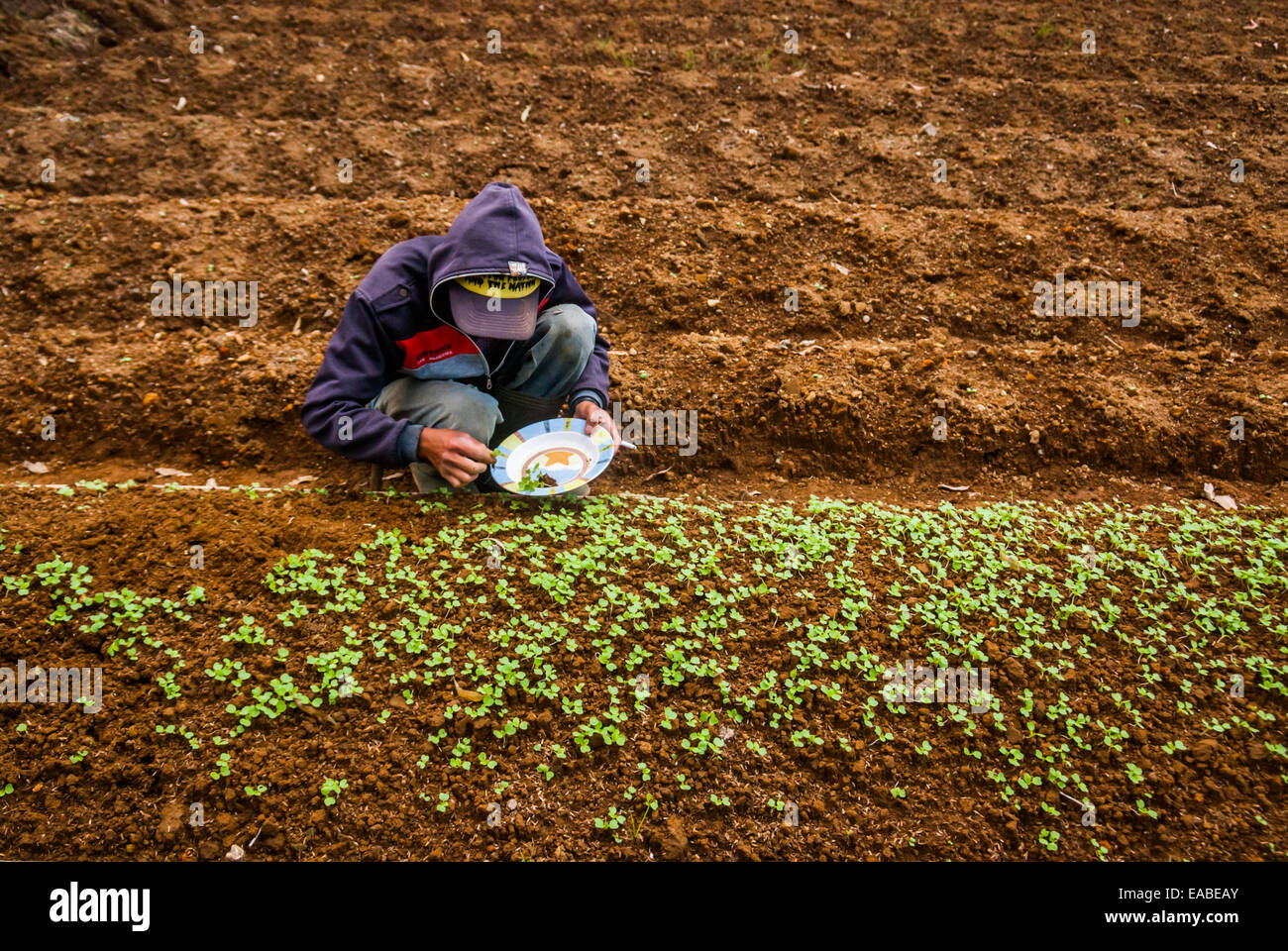 Ein junger Landwirt, der junge Gemüsepflanzen aus der Baumschule auf einem geplanten Feld in der Nähe des Nationalparks Gede Pangrango anpflanzt. Stockfoto