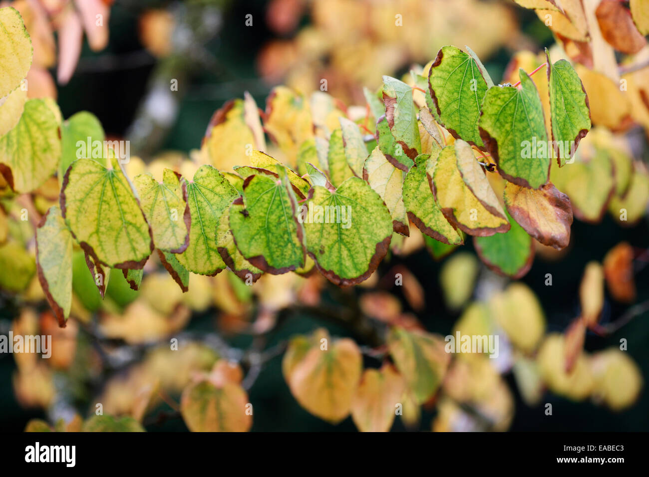 Zweig des Sterbens Katsura Blätter im Herbst Jane Ann Butler Fotografie JABP1322 Stockfoto